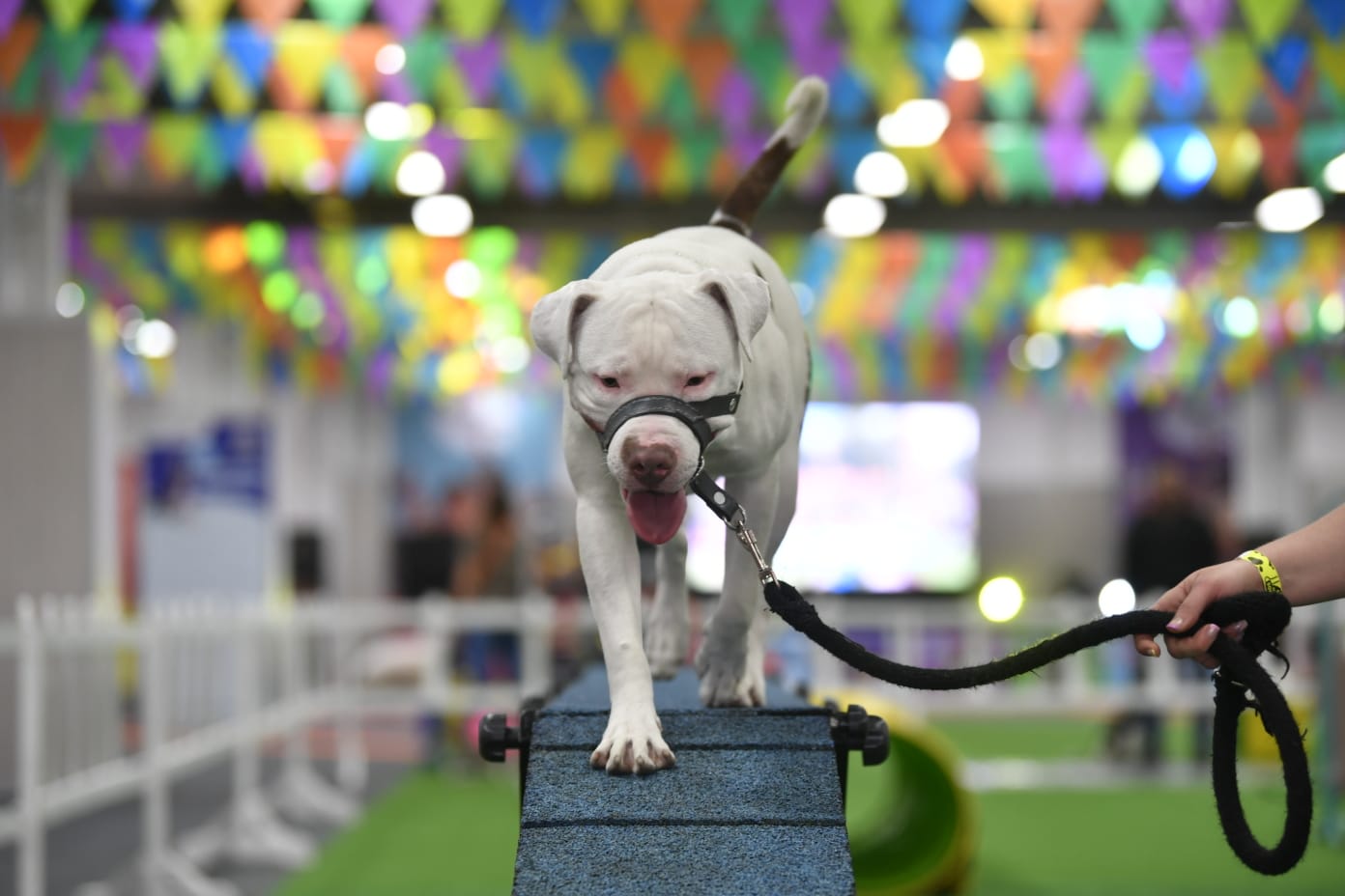 Un perro en Expopet 2024.