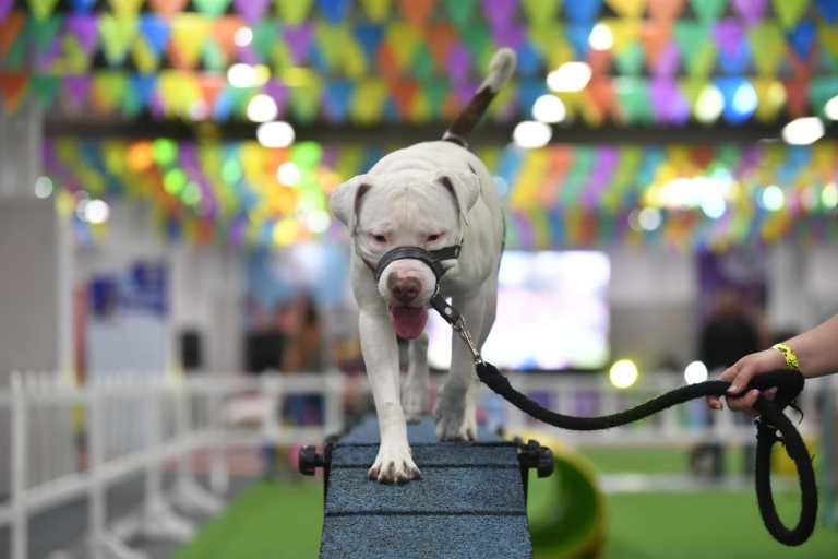 El cuarto día de Expopet 2024 será así: le contamos qué hacer en la feria de mascotas