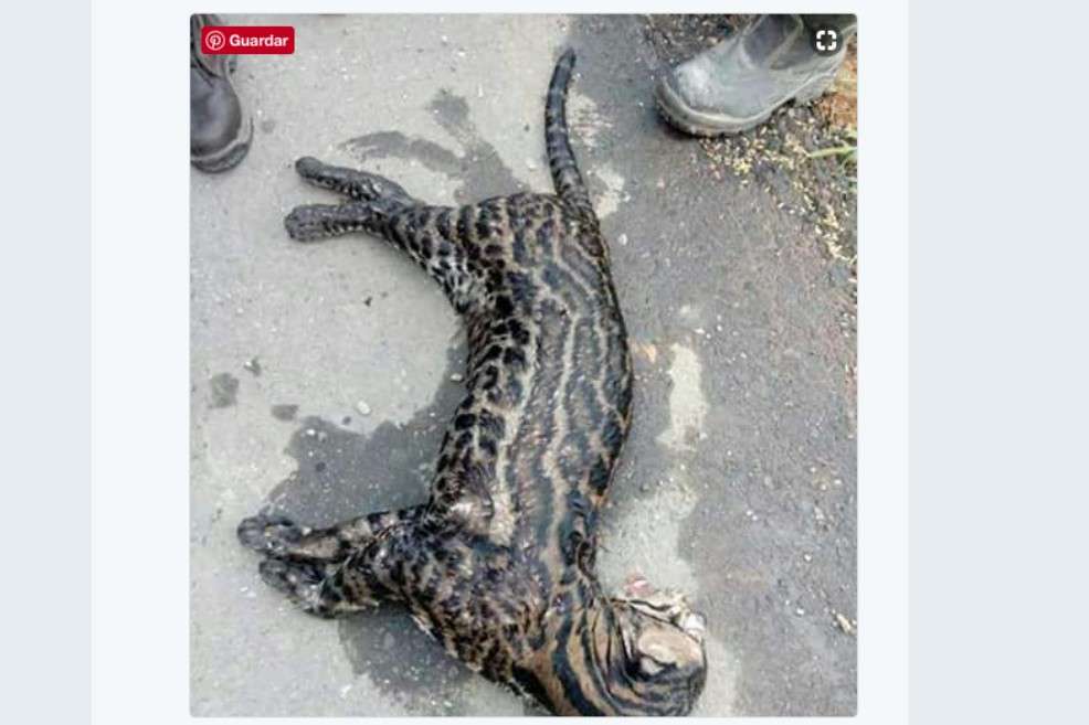 Una de las noticias falsas sobre el derrame de crudo en La Fortuna es sobre la muerte de un tigrillo. / Twitter