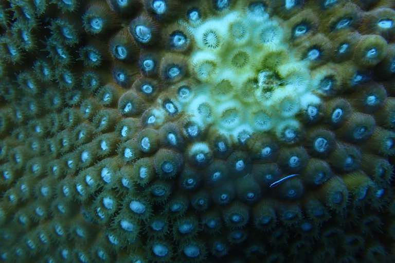 Se trata de la “enfermedad de pérdida de tejido de coral” (Sctld por sus siglas en inglés).