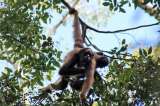 El 40% de primates endémicos de Latinoamérica están amenazados