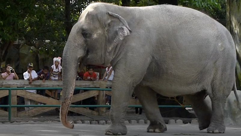 Ahora descansa en paz la única elefante que había en Filipinas.