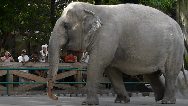 Ahora descansa en paz la única elefante que había en Filipinas.