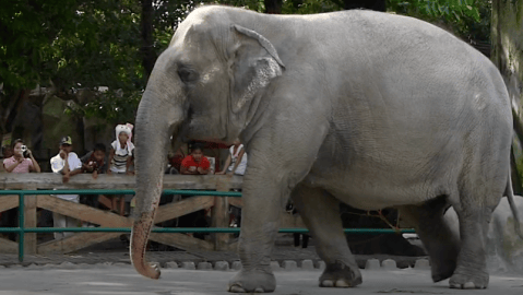 Muere la elefante “más triste del mundo” en el Zoológico de Manila