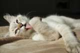 ¿Qué pasa cuando un gato se lame mucho?