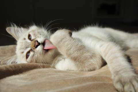 ¿Qué pasa cuando un gato se lame mucho?