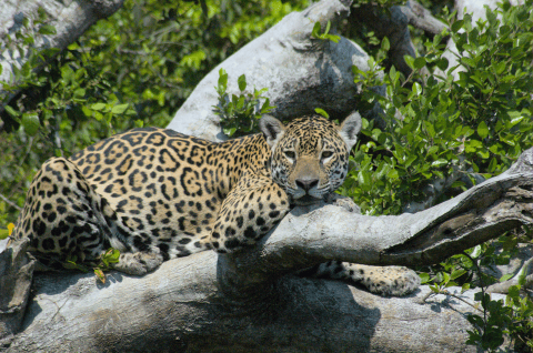 Turismo de jaguares: un arma de doble filo para conservarlos