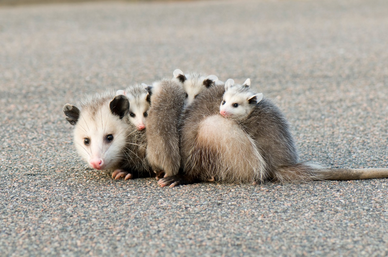 En Colombia hay aproximadamente 100 especies de zarigüeyas.  / iStock