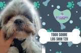 (VIDEO) Perro shih tzu: cuidados, características y curiosidades de esta raza
