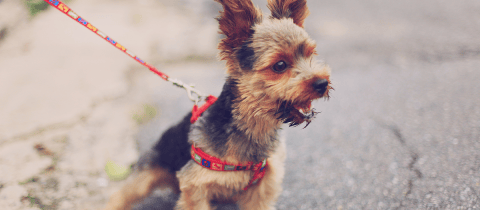 Así puede evitar que los perros orinen las paredes, fachadas o esquinas