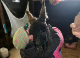 Tiptoe: el burro que apoya a personas de la tercera edad y animales ciegos