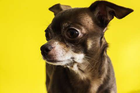El camino del perro: así conquistó este querido animal el continente americano