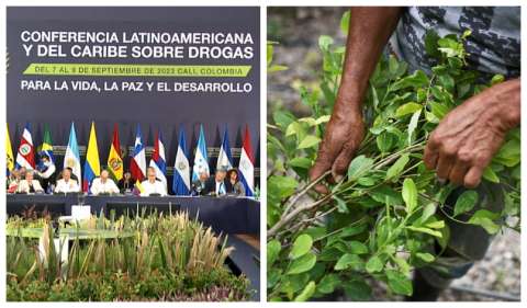 Coca: acuerdo entre 19 países firmado en Colombia intentará legitimar la planta