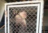 Este mono capuchino estaba cautivo. Al parecer, fue abandonado por un extranjero