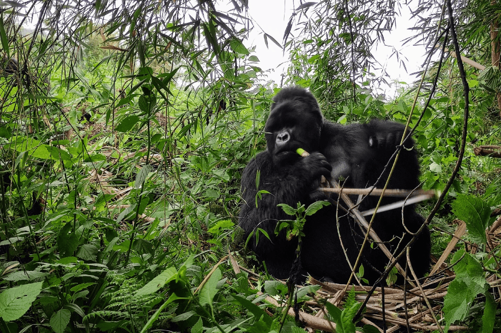 Los gorilas de montaña viven en grupos familiares liderados por un macho dominante y se alimentan principalmente de hojas, tallos y frutos. Su hábitat se concentra en áreas protegidas de países como Ruanda, Uganda y República Democrática del Congo.
