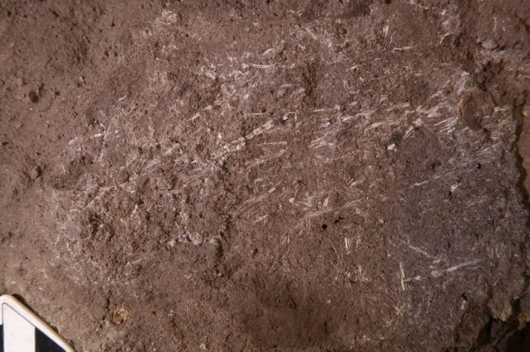 Los humanos usaban camas de hierba hace 200 mil años