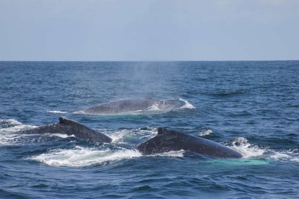 En la costa de Sudáfrica, un grupo de 20 y 200 animales fue visto por los turistas y habitantes de la zona. / Flickr