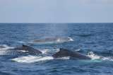 Científicos no logran descifrar el extraño comportamiento de las ballenas jorobadas