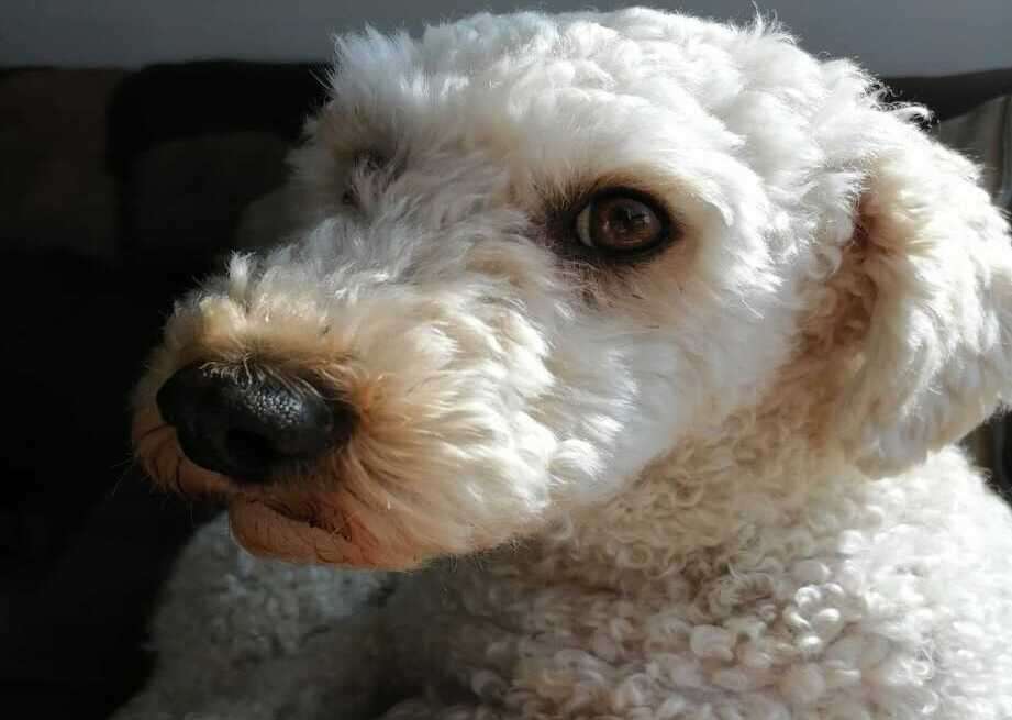 Aunque al principio fue un perro tímido, luego de acoplarse, Tony formó una excelente relación con su familia.