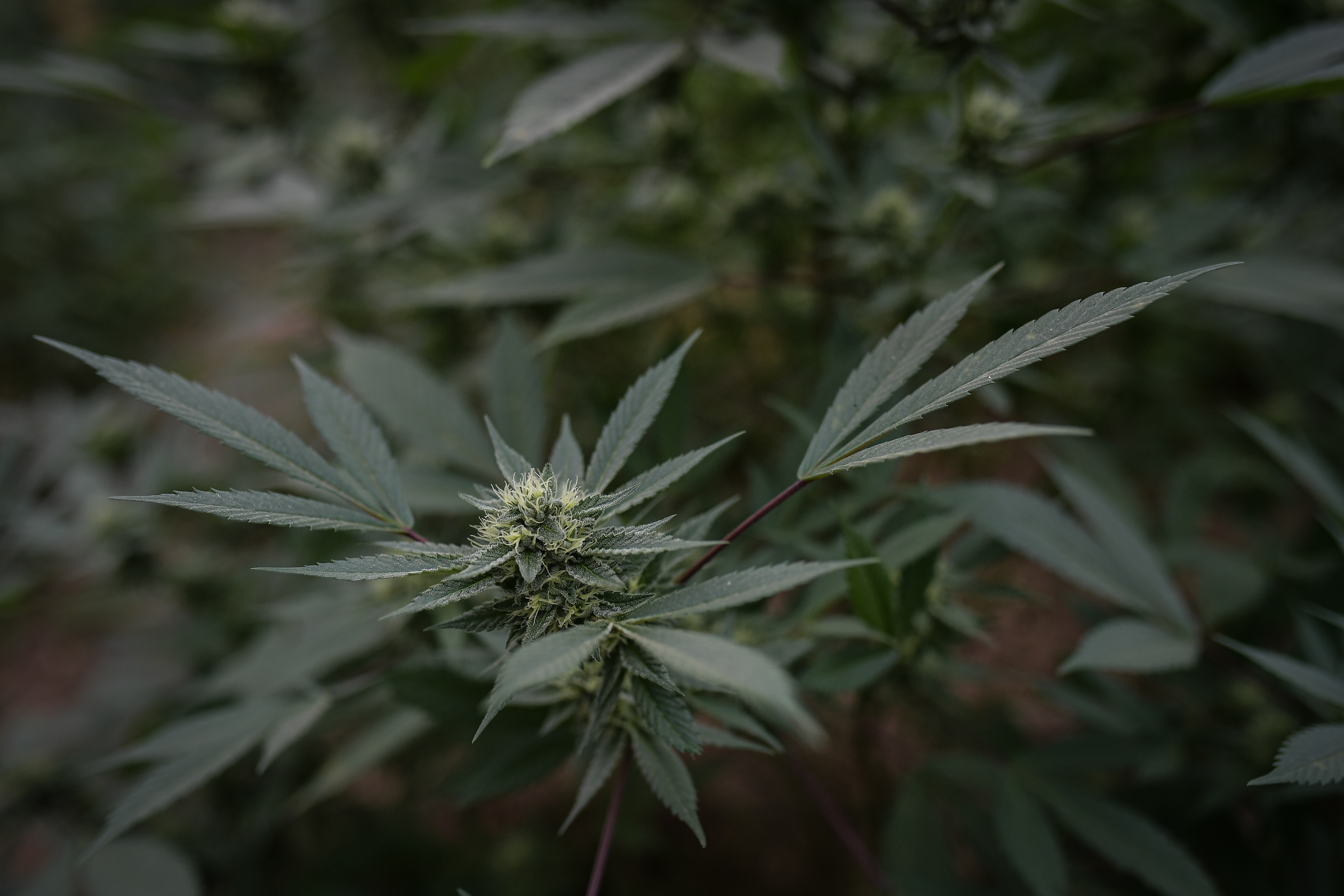 Negocio de la marihuana en el Norte del Cauca