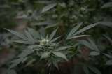 Estos son los alimentos y bebidas a base de cannabis que se podrán consumir en el país