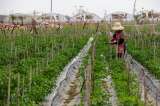 Solución a campesinos sin gremios