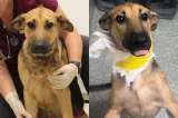 Los collares apretados causan graves daños en las mascotas: conozca a Tina