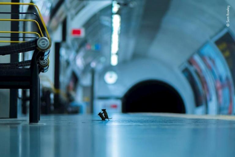 Una pelea de ratones en el metro de Londres, la mejor foto de naturaleza del año