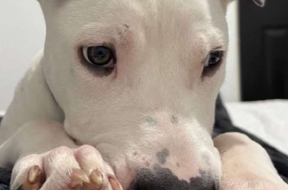 Con apenas seis meses, Limón necesita un hogar de paso y una familia que lo acompañe de forma responsable para siempre.