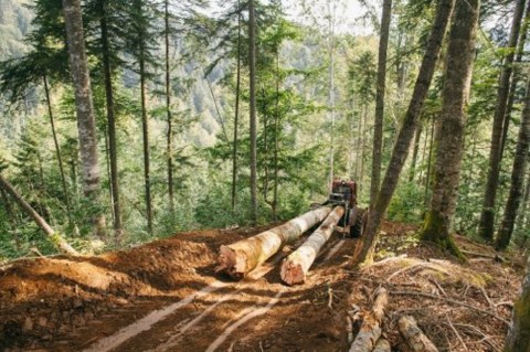 Preservar los bosques tropicales es fundamental para mitigar la crisis climática