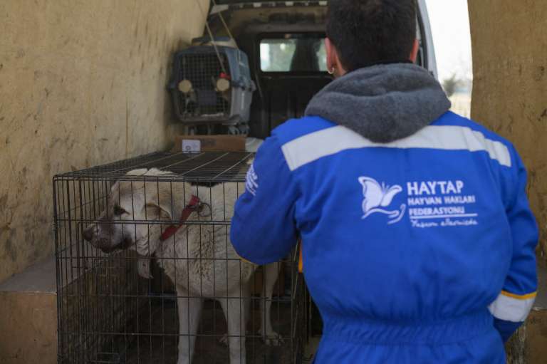 Desde que el sismo de magnitud 7,8 sacudió la región el pasado 6 de febrero, dejando más de 45.000 muertos en Turquía y Siria, cientos de gatos, perros, conejos y pájaros siguen atrapados bajo los escombros que dejó el devastador terremoto.