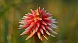 La flor de Inírida