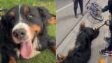 Alcaldía de Chía suspende actividades de guardería canina por posible maltrato animal