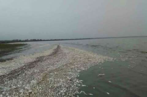 Mortandad de peces en Magdalena no tiene relación con situación ambiental de la Ciénaga