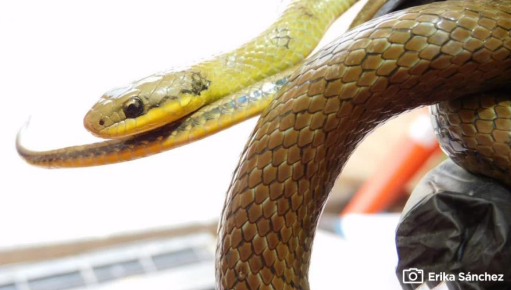 Serpiente de pantano encontrada en patrio taller de la primera línea del Metro de Bogotá.