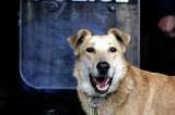 Crean una aplicación para denunciar las heces de perro sin recoger