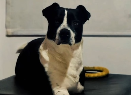 Cubio, el perrito de tres patas que esperó más de dos años para encontrar un hogar