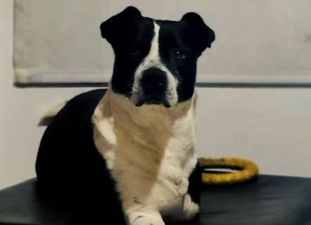 Cubio, el perrito de tres patas que esperó más de dos años para encontrar un hogar
