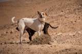 ONG denuncia que comercio de carne de perro y gato expande la rabia en Asia