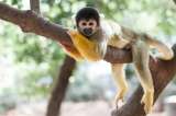 Cinco de las especies más amenazadas por el calentamiento global en Latinoamérica