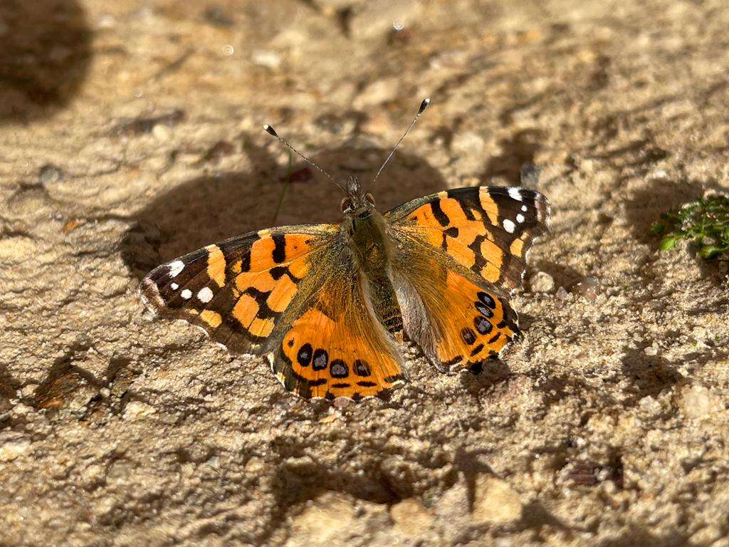 Foto tomada con el lente macro del iPhone 13 Pro Max.