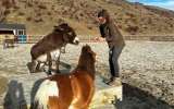 Buscan voluntarios en Nueva Zelanda para cuidar animales rescatados: ofrecen alojamiento