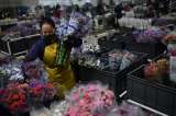 Así se prepara la floricultura en Colombia para San Valentín, en medio de la pandemia