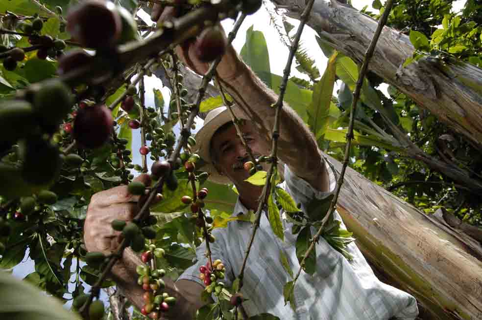 Si bien 2014 ha sido un buen año para la cosecha del café, Colombia aún está a medio camino para alcanzar niveles de productividad por hectárea de países como Brasil. / Archivo