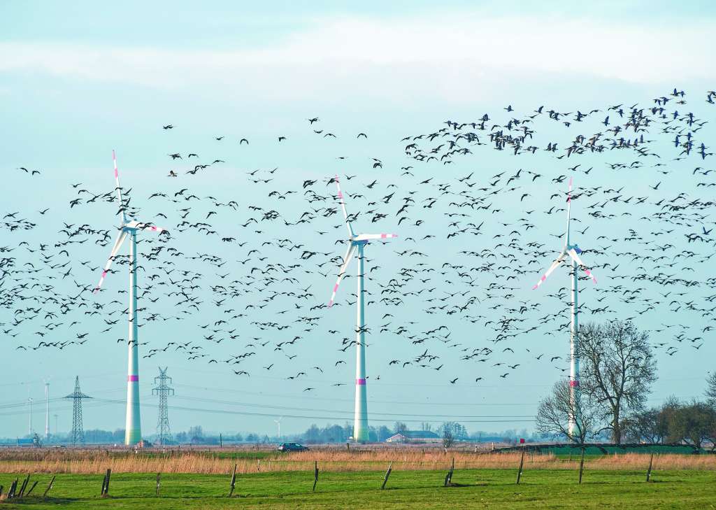Un ejemplo de los impactos sobre la biodiversidad es cómo algunas turbinas eólicas pueden afectar las rutas migratorias de aves.