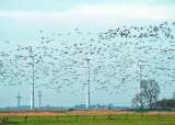 Las energías renovables también impactan la biodiversidad