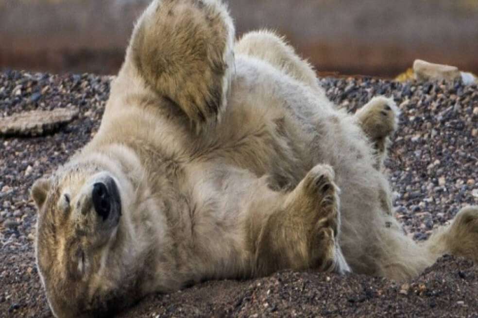 Un oso polar se revuelca en el suelo en el estado de Alaska (Estados Unidos). / EFE/Jim Lo Scalzo