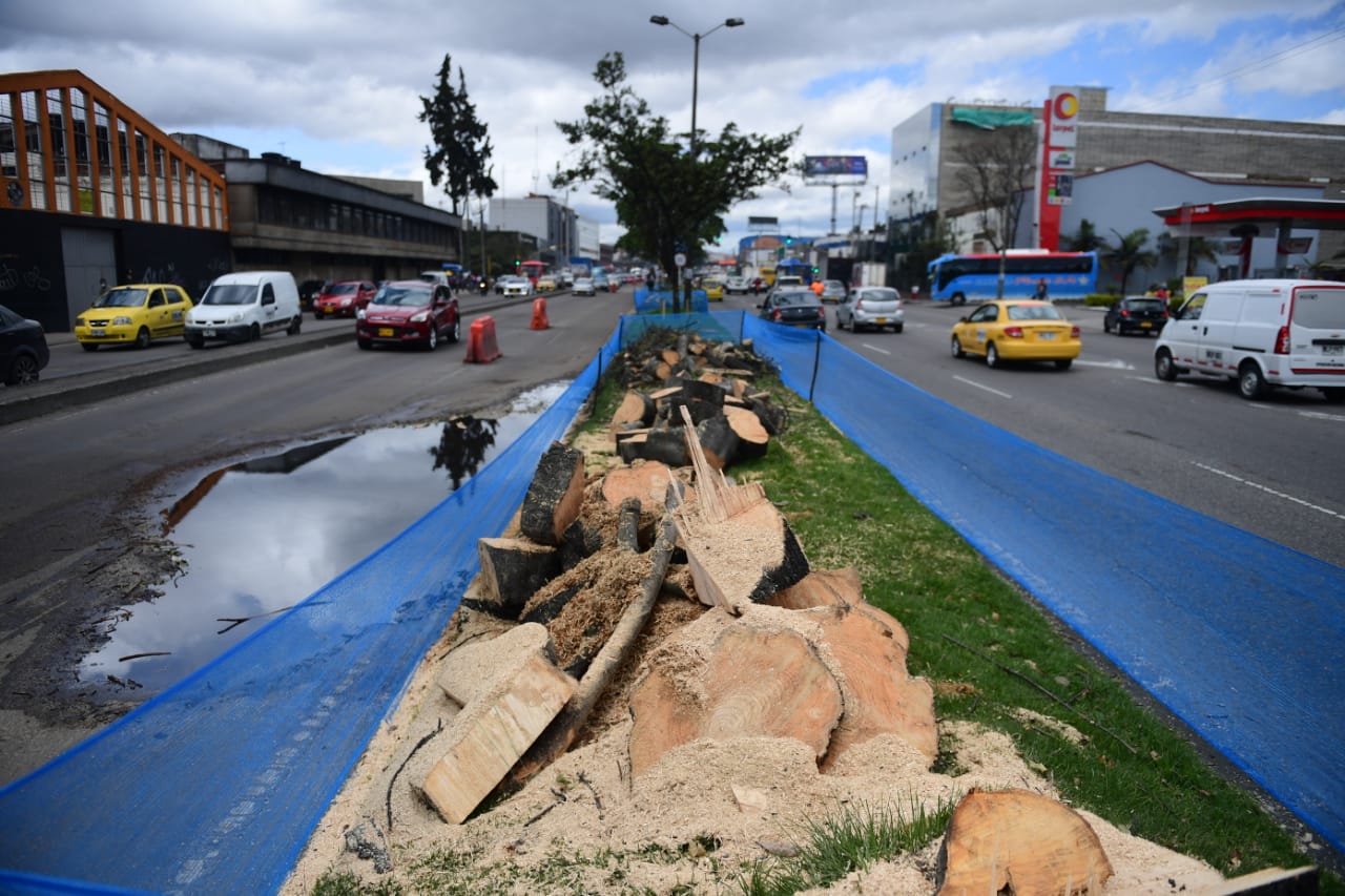 Por el momento, las talas seguirán en la avenida.