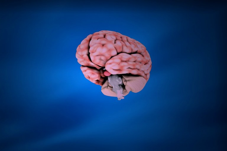 Científicos ven por primera vez todas las células de una región cerebral