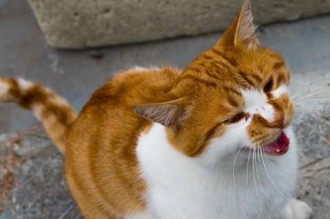 Expertos afirman que los gatos maúllan más a los hombres que a las mujeres